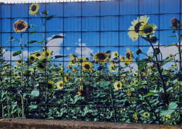 Sichtschutz "Sonnenblumen"